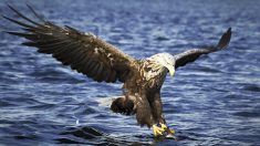 Pour la première fois depuis plus de 100 ans, un ornithologue britannique a pu observer un pygargue à queue blanche en voie de disparition