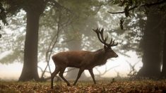 Isère : un chasseur se blesse avec les bois d’un cerf en tractant sa dépouille