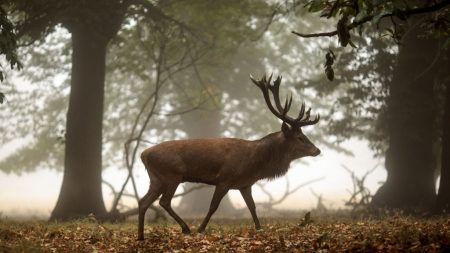 Isère : un chasseur se blesse avec les bois d’un cerf en tractant sa dépouille