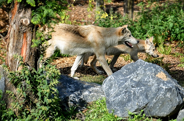 Image d'illustration : des loups du Canada. (PHILIPPE HUGUEN/AFP via Getty Images)