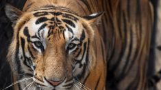 Un tigre pourchassé après avoir tué huit personnes en Inde