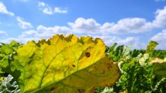 Néonicotinoïdes : les députés votent la disposition clé sur le retour de l’insecticide « tueur d’abeilles »