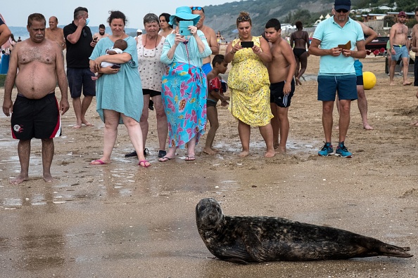 Image d'illustration : un phoque qui attire les touristes sur la plage de Houlgate dans le Calvados, au mois d'août 2020. (JOEL SAGET/AFP via Getty Images)