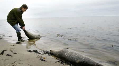 Kamtchatka: une « catastrophe écologique » provoque la mort massive d’animaux marins