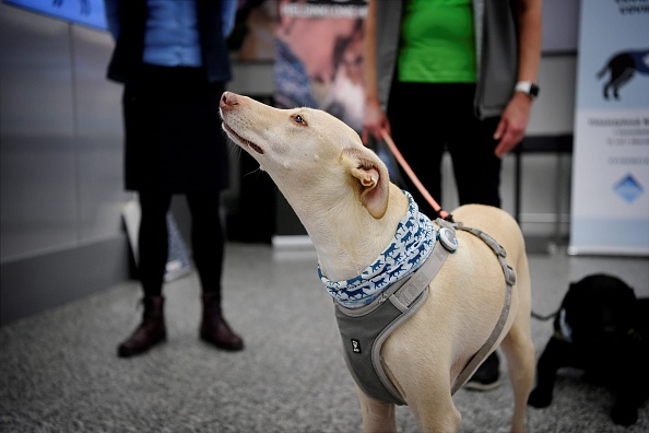 Un chien renifleur entrainé à dépister le covid-19 à l'aéroport d'Helsinki en Finlande. (ANTTI AIMO-KOIVISTO/Lehtikuva/AFP via Getty Images)