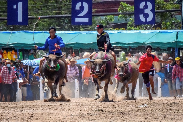 -Les jockeys chevauchent des buffles d'eau lors de la course annuelle le 1er octobre 2020. Photo de Mladen Antonov / AFP via Getty Images.