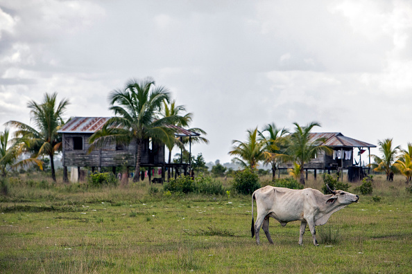 - Le Nicaragua, le 24 septembre 2020. - Plus d'un demi-million d'indigènes Miskito, répartis dans 350 communautés des Caraïbes nicaraguayennes, vivent des produits de la terre, de la pêche et du commerce, en gardant leur langue et leur forme d'organisation ancestrale. Photo par INTI OCON / AFP via Getty Images.