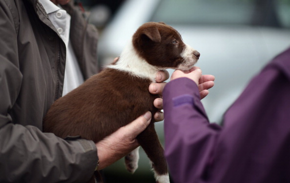 Image d'illustration : un client potentiel inspecte un chiot avant son achat. (Christopher Furlong/Getty Images)