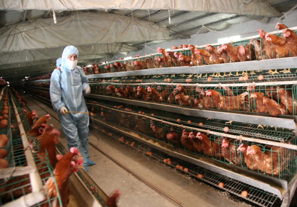 -Poules pondeuses élevées en batterie. Photo par Getty Images.