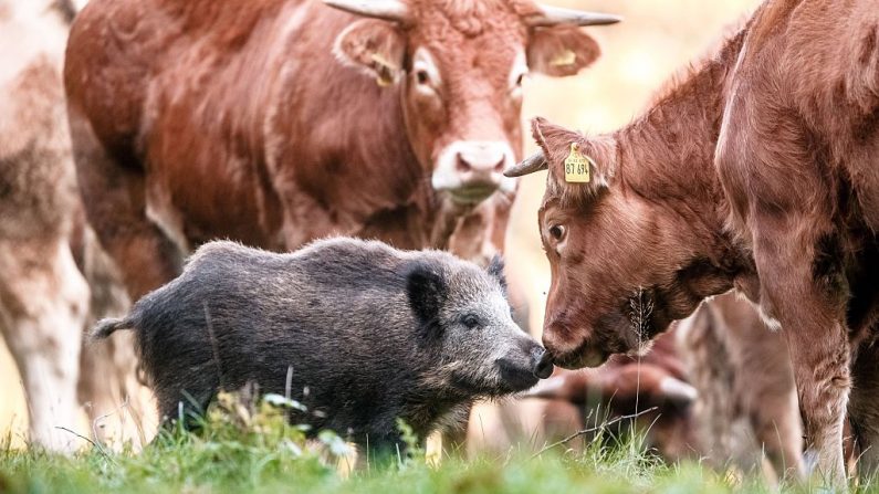 Un jeune sanglier dans un pré à Moerel, dans le nord de l'Allemagne, le 28 octobre 2015. Le sanglier avait rejoint le troupeau de vaches et accepté comme membre du groupe.(Crédit photo MARKUS SCHOLZ/DPA/AFP via Getty Images)