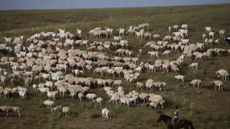 Aggravation de l’épidémie de brucellose en Chine, alors que la maladie se propage dans les exploitations agricoles