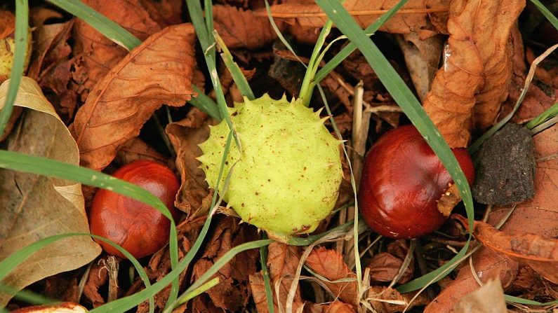 Marrons d'Inde - Illustration (Scott Barbour/Getty Images)