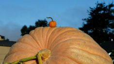 Rhône : un jardinier passionné a réussi à faire pousser une courge de 230 kg