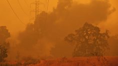 Un homme sauve 40 maisons et 400 vies d’un incendie de forêt avec son vieux bulldozer