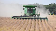 Une communauté se mobilise pour aider à la récolte du soja alors que l’agriculteur se remet d’un triple pontage