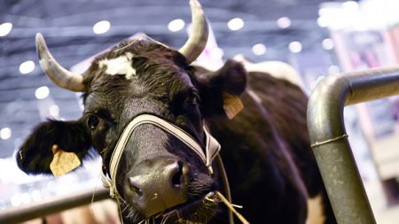 Yvelines : un couple d’agriculteurs qui se bat pour préserver une race en voie de disparition jugé indésirable par ses voisins