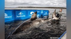 L’énorme requin blanc Nukumi traverse actuellement l’Atlantique en direction de l’Europe