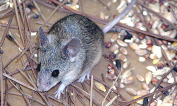 Une souris de Chypre (Mus Cypriacus) sur cette photo publiée par l'université de Durham, à Durham, en Angleterre, le 12 octobre 2006.