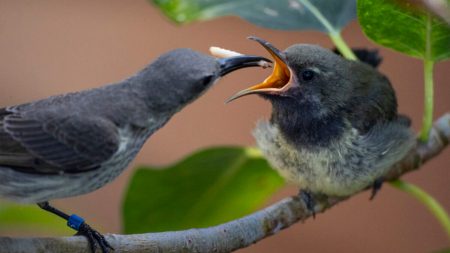 Un couple de souimangas éclatants élève un poussin au zoo de San Diego, seulement trois de leur espèce aux États-Unis