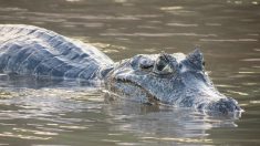 Vienne : un « reptile type alligator » aperçu par un pêcheur, la mairie de Saint-Pierre-de-Maillé appelle à la vigilance