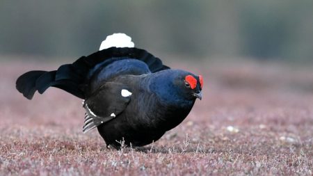 Haute-Savoie : un chasseur tue deux tétras-lyres, son arme est saisie par les agents de l’office de la biodiversité