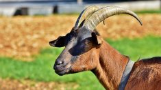 Charente : un bouc et une chèvre prennent le bus à un arrêt de Soyaux (vidéo)