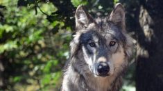 Le gouvernement reconduit le même nombre d’abattages de loups pour 2021