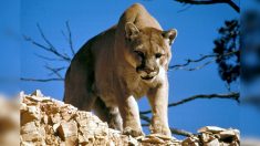 [Vidéo] Un randonneur filme son face-à-face intense avec un cougar en pleine forêt