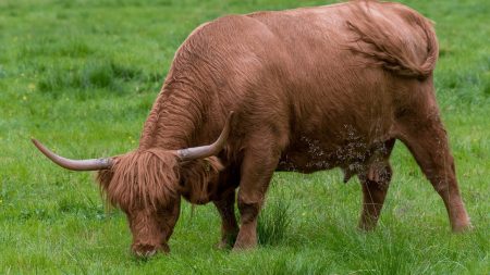 [Insolite] Cantal : deux taureaux s’installent sur la terrasse d’une maison