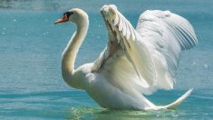 Haute-Savoie : une maman cygne traverse un passage piéton avec ses petits à Annecy