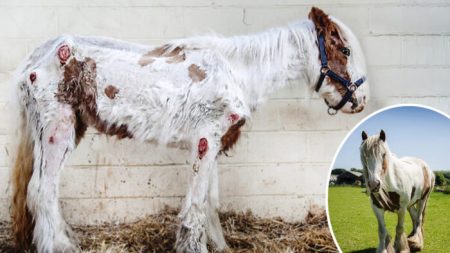 Un poney gravement negligé et agonisant, se rétablit de façon remarquable