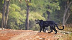 Un photographe capture des images d’une panthère noire extrêmement rare après deux ans d’attente