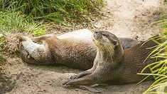 Une loutre solitaire avait perdu son compagnon, un refuge arrive à lui trouver son nouvel amour