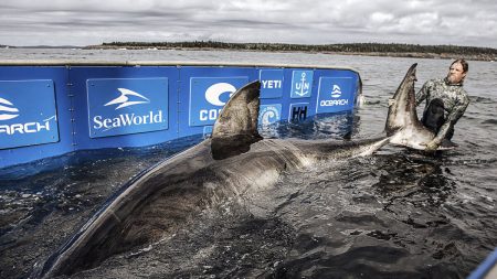 Des chercheurs en océanographie étiquettent un grand requin blanc de 50 ans, « Reine de l’océan », au large des côtes de la Nouvelle-Écosse