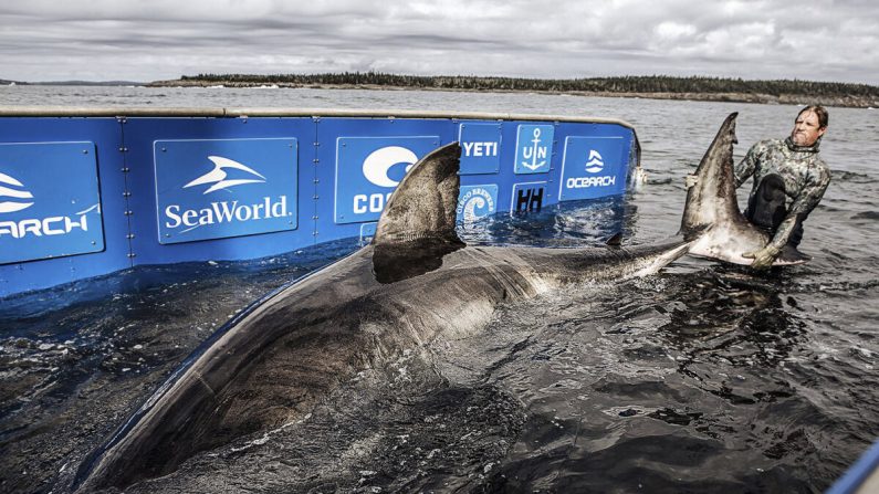 (Avec l'aimable autorisation de Chris Ross/OCEARCH/Twitter)
