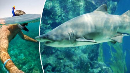 Une femme enceinte sauve son mari attaqué par un requin-bouledogue de 2 mètres alors qu’il faisait de la plongée libre dans les Keys de Floride