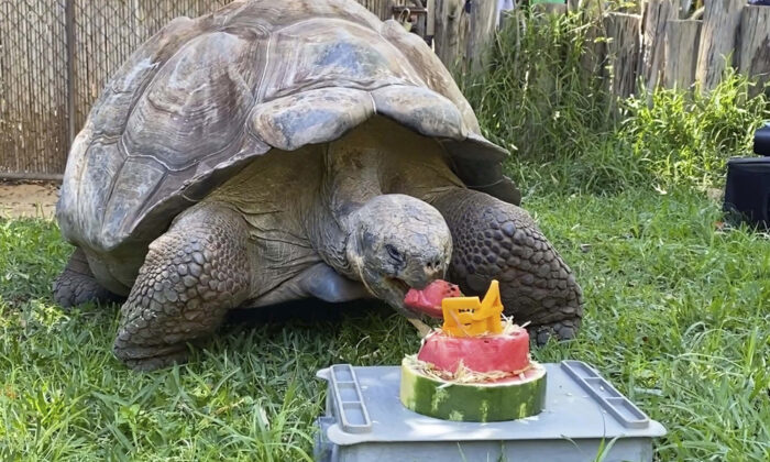 Cerro la tortue des Galápagos (Caters News)