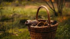 Gironde : parti aux champignons, un homme de près de 80 ans se perd en forêt