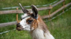 Indre-et-Loire : un lama tué et dévoré par des chiens de chasse à courre