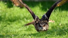 Alpes-Maritimes : un grand duc attaque et tue une petite chienne dans un jardin sous les yeux de son maître