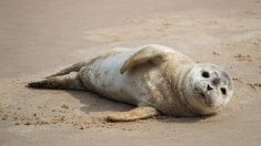 140 heures de travail d’intérêt général pour le pêcheur qui a frappé un jeune phoque, décédé 7 jours après