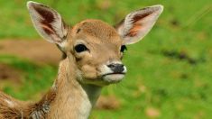 Var : percuté par un véhicule, un jeune chevreuil est secouru et remis en liberté