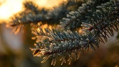 Drôme : au lieu de les jeter, des sapins de Noël sont donnés à manger aux chèvres, moutons et brebis