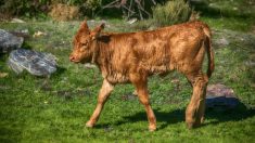 Jura : un agriculteur bouleversé après la découverte d’un veau massacré dans son champ, l’œil arraché et la langue coupée