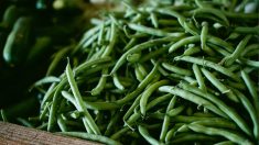 Orne : une ferme se retrouve avec 240 tonnes de haricots verts à écouler et ouvre son champ aux particuliers