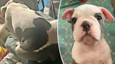 Découvrez cet adorable petit bouledogue qui est né avec le motif des oreilles de Mickey Mouse sur le dos (Photos)