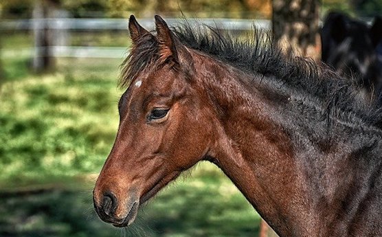 Un cheval a été blessé à l'épaule. (Photo : crédit Pixabay/Alexas_Fotos)