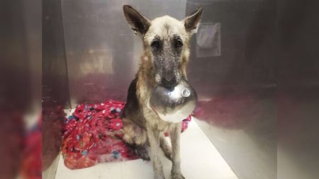 Un adorable chien sauvé présente le plus charmant des tours avec sa gamelle pour se faire remarquer