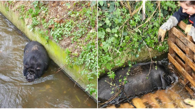 Pris au piège dans un canal d’irrigation, l’animal de 150 kilos a pu être ramené sur la terre ferme par une équipe de pompiers au terme d’une heure et demie d’efforts. Crédit : Service départemental d’incendie et de secours des Pyrénées-Orientales. 