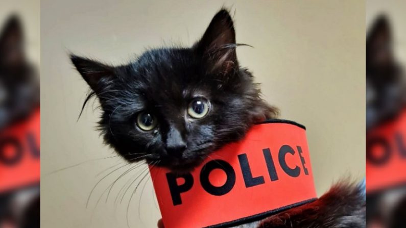 Ain'dice est la nouvelle mascotte du commissariat de Bourg-en-Bresse (Ain). (Crédit : Police nationale de l'Ain)